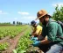 SLC Agrícola Trabalhe Conosco: Vagas Abertas