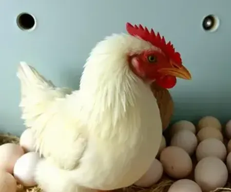 Quanto tempo leva para a galinha chocar o ovo depois de botar?